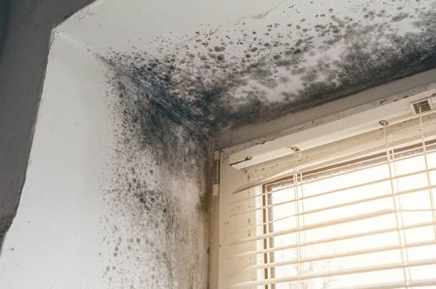 Affordable Hvac And Air Duct Mold Remediation solutions in Union City, TN
